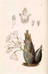 Clowesia rosea by Miss Drake